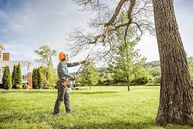 How Our Tree Care Process Works  in Oxford, MI